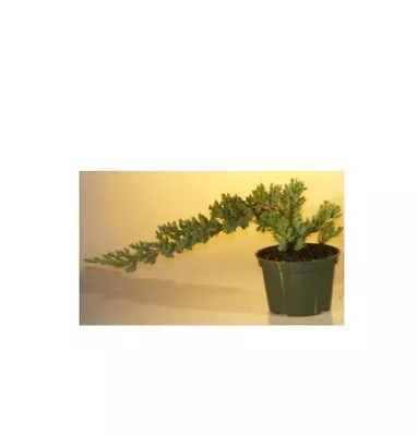 Trained Style Dwarf Juniper Pre Bonsai Tree Nana 3 Yo 4 H Small Tree Outdoor • $41.95