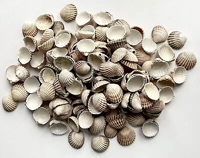 HUGE Lot Of Over 4KG Of Large 5cm Cockle Shells • £10