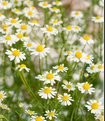 German Chamomile 1000 Seeds • £3.95