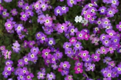 4000 VIRGINIA STOCK Malcolmia Maritima Flower Seeds • $3