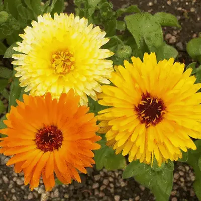 Beautiful Calendula Pacific Beauty Fresh Organic 100 Seeds Plus • $2.89