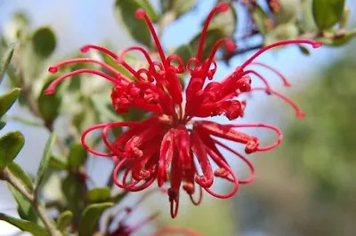 GREVILLEA Speciosa In 70mm Tube Native Plant Wildflower Red Spider Flower • $7