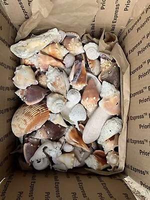 All Natural Hand Picked Over 9lbs Large Assortment Sea Shells From Sw Florida • $24.99