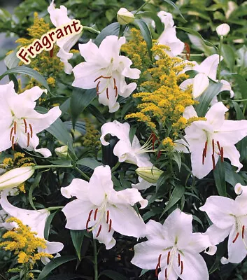 Lilium ~ZAMBESI~ Tree Lily Bulb ~ 4-8 Foot Tall Giant ~ Fragrant Summer Blooms!! • $4.25