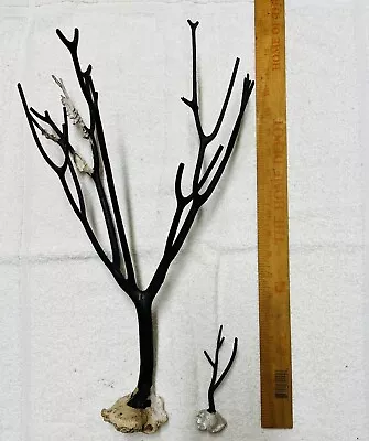 BLACK CORAL 100% AUTHENTIC - Branch From KEY WEST FLORIDA Beach 20in 5in SET • $329.99