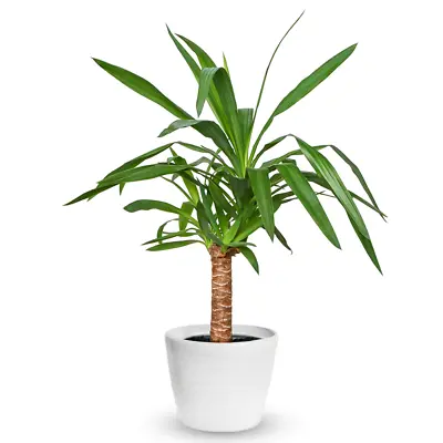 Yucca Elephantipes Houseplant - Decorative Live Indoor Potted Tree In 12cm Pot • £13.99