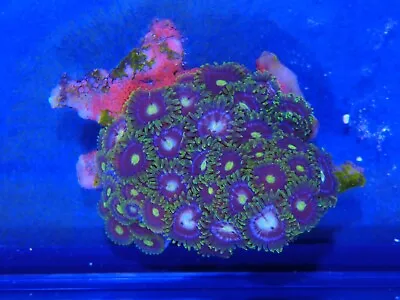 Zoa Colony Marine Aquarium Soft Coral Wysiwyg . • £25