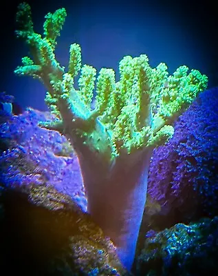 SAF~ “WYSIWYG” Large Neon Green Sinularia Frag LPS SPS Soft Coral Colony • $99.99