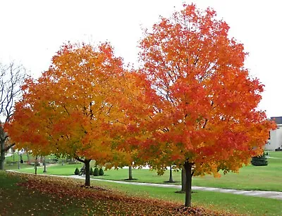 Sugar Maple (Acer Saccharum Southern) 20 Seeds • $3.40