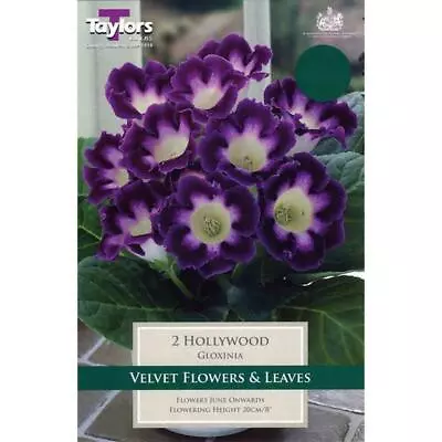 £3.99 • Buy Gloxinia Sinningia 'Hollywood' Flower Bulbs Pack X2