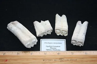 Pliocene Fossil Horse Tooth Dinohippus Interpolates Ogallala Fm Oklahoma 1/bid • £15