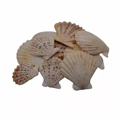  Randula Pecton Natural Shells - Seashells Beach Shells Wedding Display Craft Uk • £2.95