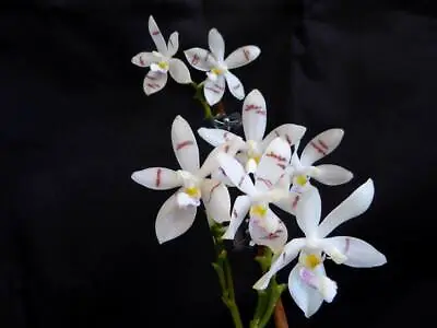 $45 • Buy Phalaenopsis Tetraspis (syn. Speciosa) FRAGRANT SPECIES