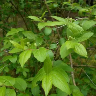 10 Seeds Honeysuckle Manchurian Lonicera Ruprechtiana • £8.62