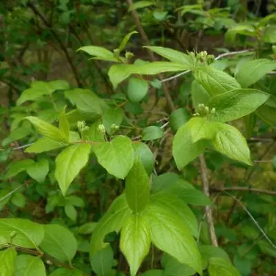 5 Seeds Honeysuckle Manchurian Lonicera Ruprechtiana • £6.47