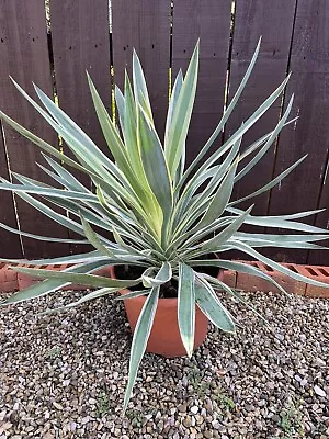 Yucca Silver Bont- Variegated Evergreen Hardy Yucca • £40