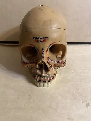 Antique Vintage Human Skull Anatomical Model  • $275