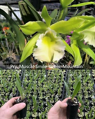$12 • Buy RON Cattleya Orchid Pry. Muscat Smile 'Green Mountain' MERICLONE 50mm Pot Size
