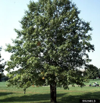 CHINKAPIN OAK LIVE TREE Quercus Muehlenbergii  16+ INCHES • $35.99