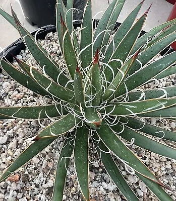 Agave Leopoldii  200mm Pot • $10