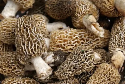 Morel Mushrooms Fresh 1 Lb • $71.25