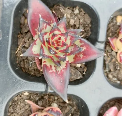 Echeveria Agavoides Ebony ( Red) Display In 5cm Pot • $50