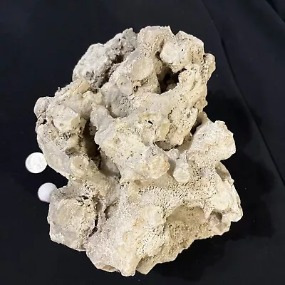 Ancient 9.2 Lbs Of Fossilized Coral 😱 Found On 22Acres In Bruno Arkansas Rare! • $44.95