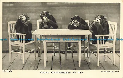 R650400 Young Chimpanzees At Tea. F. W. Bond. Zoological Society Of London • £7.99