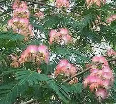 Mimosa Unrooted Cuttings.  Naturally Weeping And Fast Growing!  Free Shipping! • $21.50
