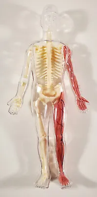 Human Anatomy Skeleton Figure 12  Scientific Physiology Bones Muscles • $13.99