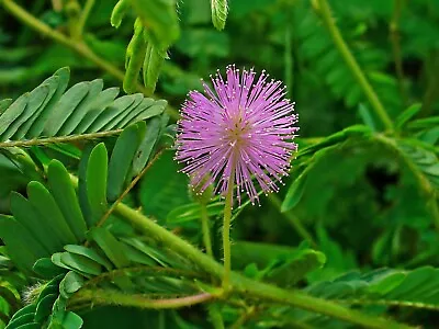 Sensitive Plant Touch Me Not (Mimosa Pudica) 50 Seeds  • $3