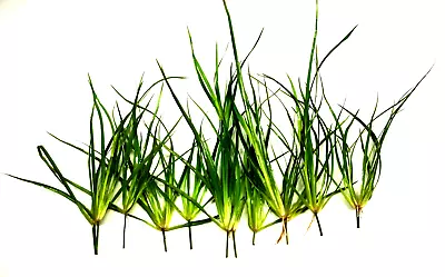 £4.95 • Buy 10x Juncus Repens Live Aquarium Aquatic Plants Fish Tank Aquascaping