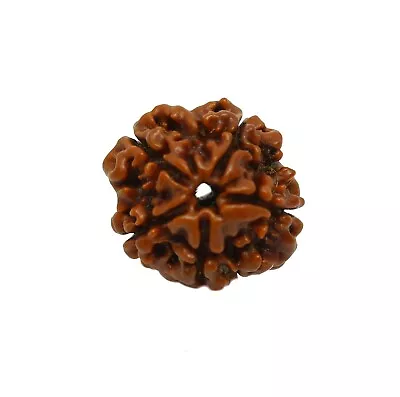 5 Mukhi Rudraksha Bead Five Face Rudraksh Bead Nepal Origin 100% Real Energized • $8.99