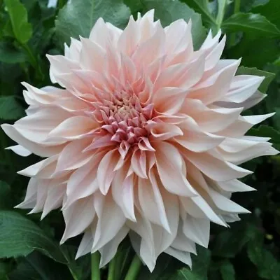 PICK YOUR DAHLIA! Clump Of Tubers - Choose From (9) Different Dinnerplate Types! • $12