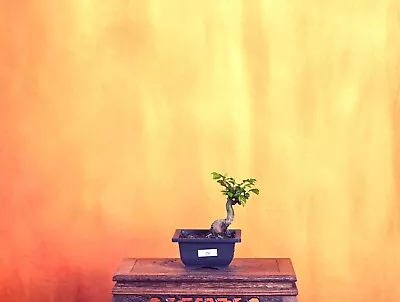 Outdoor Live Chinese Elm Bonsai Tree W/ Pot • $80