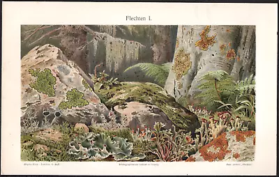 LICHEN - 1910 Vintage Original German Chromolithograph Print • $14