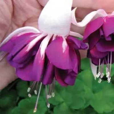 £4.20 • Buy 6 Giant Trailing Fuchsia Heri  Mochara  Hanging  Basket Patio Plug Plants