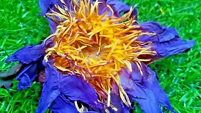 $0.01 • Buy 1oz Premium Organic Dried Blue Lotus Nymphaea Caerulea Flower Herbal Tea