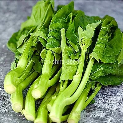 Chinese Kale Kailaan Kichi 300x Seeds - Vegetable • £2.09