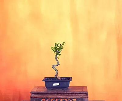 Outdoor Live Chinese Elm Bonsai Tree W/ Pot • $80