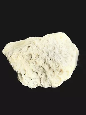 Natural White Coral Ocean Reef Nautical Aquarium Decor Specimen • $15