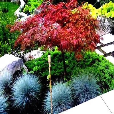 $9.95 • Buy 10 DWARF Japanese Red Linear Leaf Maple Tree Seeds Acer Scolopendrifolium Bonsai