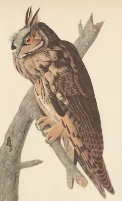 1942 Audubon Art Print 383 Long-Eared Owl. Vintage Bird Illustration. • $9.49