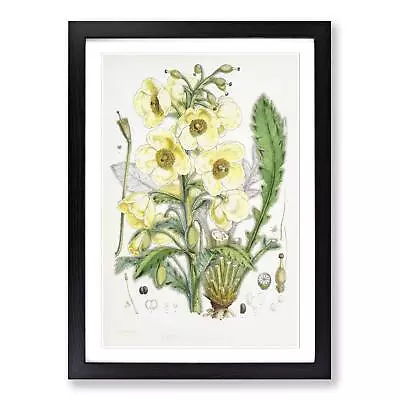 Himalayan Yellow Poppy Flowers Vintage W. H. Fitch Wall Art Print Framed Picture • $31.07