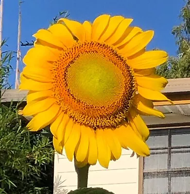 Sunflower Giant Russian 20 Seeds • $3