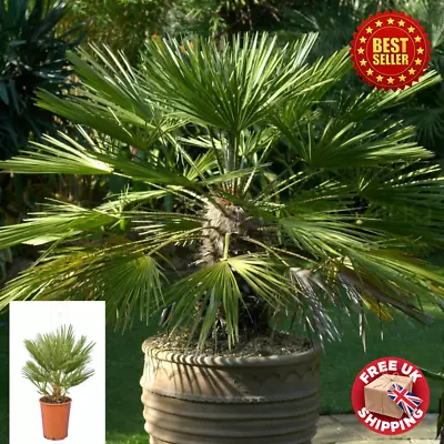 Hardy Mediterranean Fan Palm Chamaerops Humilis Tree Garden Plant Patio Tall • £79.89