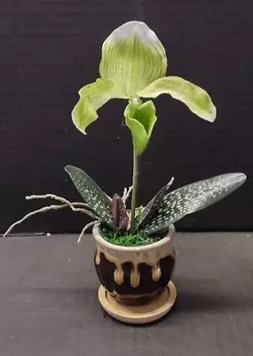 Mini Artificial Paphiopedilum Lady Slipper Orchid GREEN • £8.67