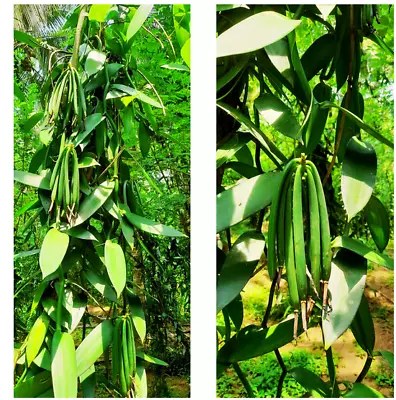 Vanilla-Planifolia Orchid-Plant Species-20-Rooted Live-Cutting-Vanilla 5 FREE • $9.99