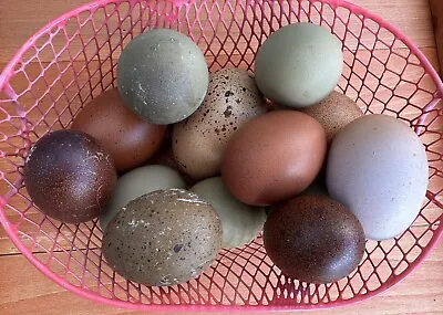 NPIP 10+ 2 Assorted Rustic Hatching Eggs! • $60