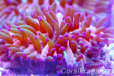 Marine CoralFungia Sprainbow Fungiasmall Tank Spawnstunning Grown Out • £12.99